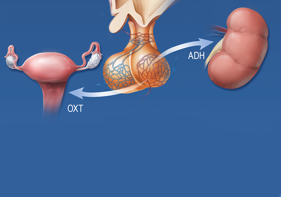 2020-Posterior-Pituitary-Hormones-Chinese.png