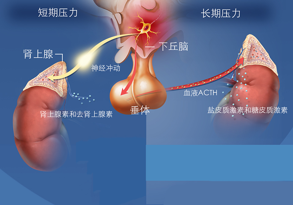 2020-Stress-Response-Chinese.png